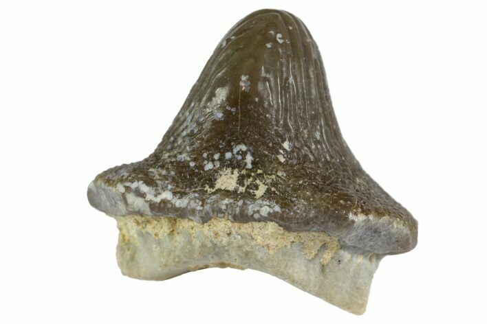 Fossil Crusher Shark (Ptychodus) Tooth - Kansas #152350